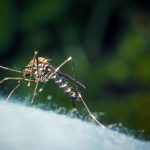Title: Take Precautions to Prevent West Nile Virus