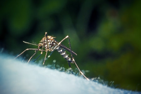 Take Precautions to Prevent West Nile Virus