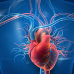 illustration of the heart inside the human body