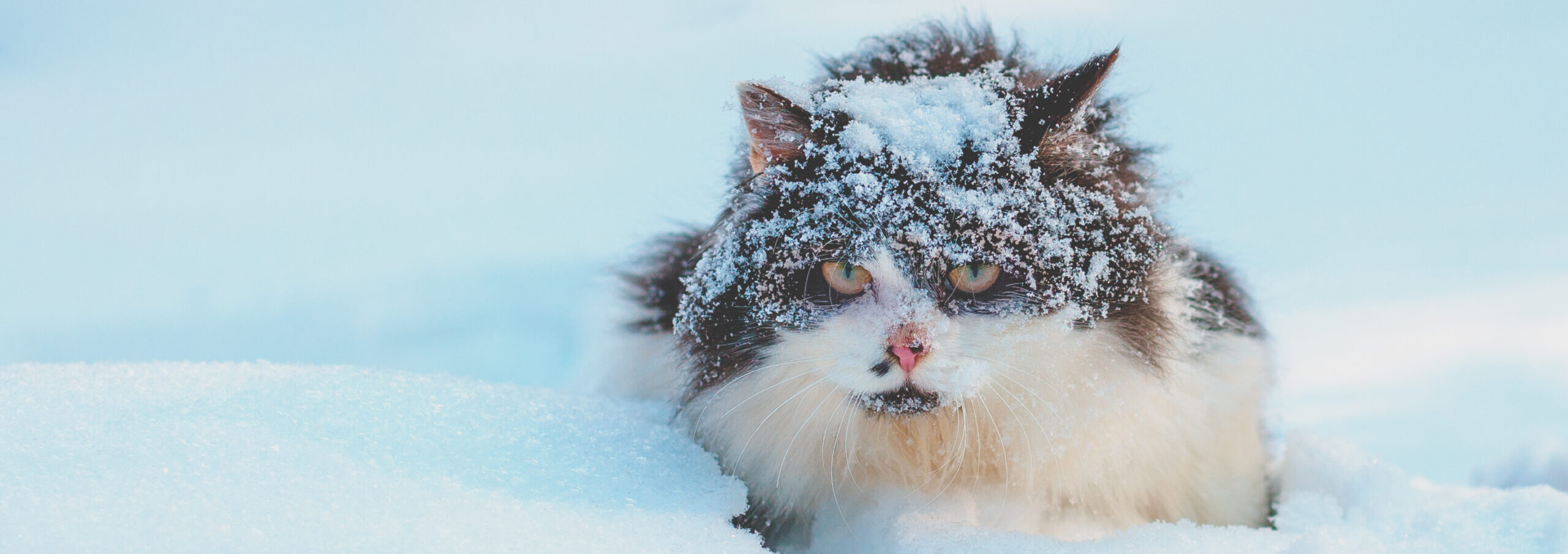 Cat in deep snow