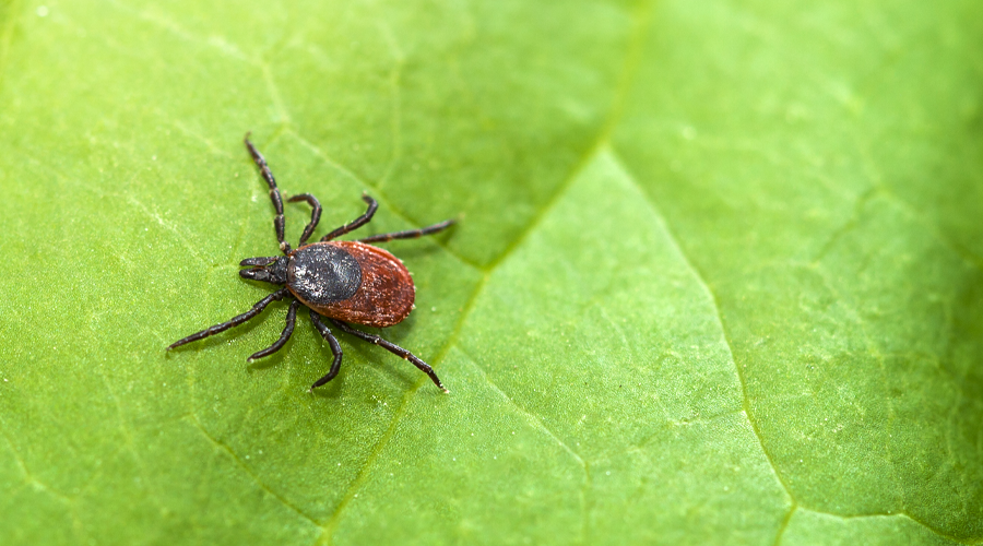 tick bites in children - boulder county colorado