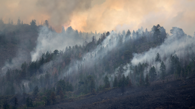 Wildfires and Allergies: Are You Allergic to Smoke?