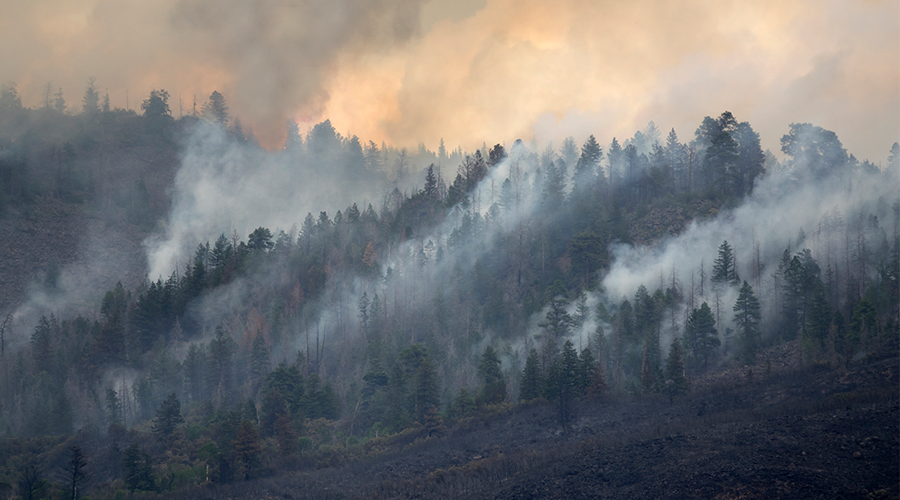wildfire smoke allergies